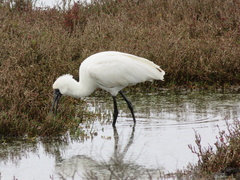 Platalea regia