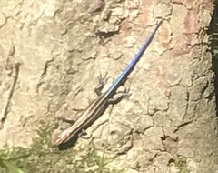 Plestiodon