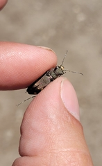 Cicindela sachalinensis