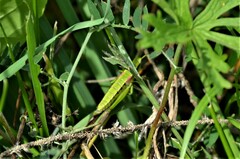 Euthystira brachyptera