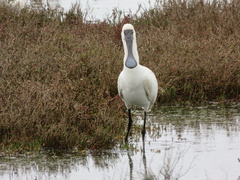 Platalea regia