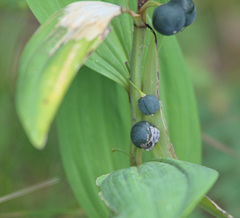 Polygonatum