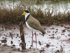 Vanellus miles novaehollandiae