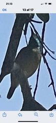 Nectariniidae