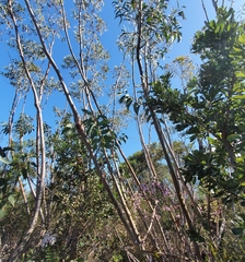 Eucalyptus luehmanniana