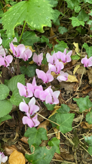 Cyclamen hederifolium