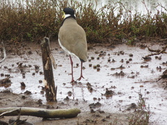 Vanellus miles novaehollandiae