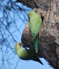 Psittacula krameri
