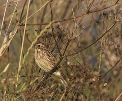 Emberiza schoeniclus