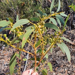 Eucalyptus luehmanniana