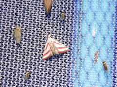 Microtheoris vibicalis