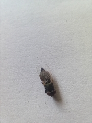 Physiphora alceae