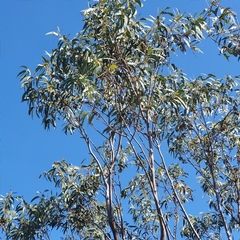 Eucalyptus luehmanniana