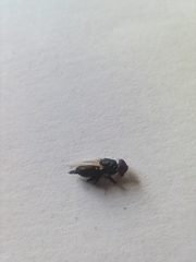 Physiphora alceae