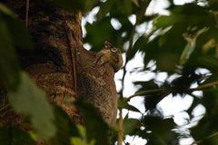 Galeopterus variegatus