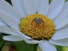 Oxyopes gracilipes