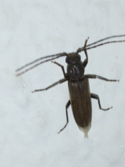 Arhopalus