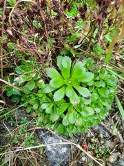 Micranthes stellaris