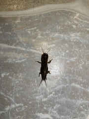 Gryllotalpa orientalis