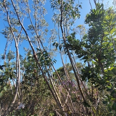 Eucalyptus luehmanniana