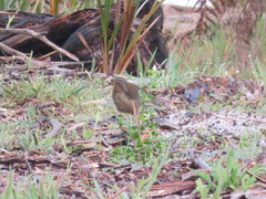 Sericornis frontalis