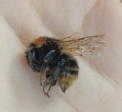 Bombus subterraneus
