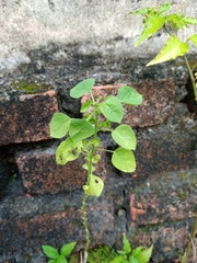 Acalypha indica