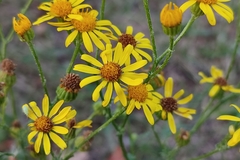Jacobaea