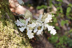 Erysiphe alphitoides