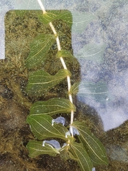 Potamogeton