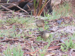 Sericornis frontalis