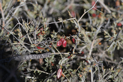 Acacia deficiens