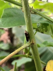 Ptyelinellus praefractus