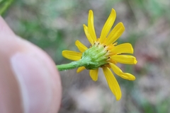 Jacobaea