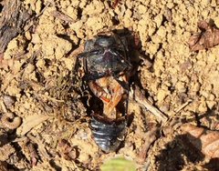 Lucanus cervus