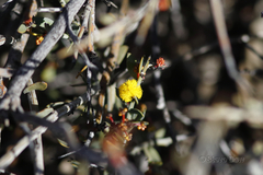 Acacia deficiens