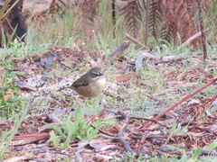 Sericornis frontalis