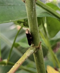 Ptyelinellus praefractus