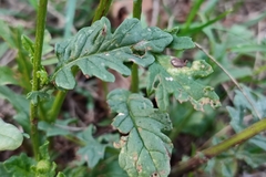 Jacobaea