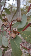 Eucalyptus incrassata