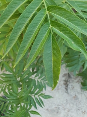 Sambucus ebulus