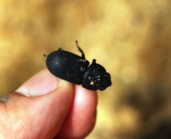 Dorcus parallelipipedus