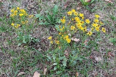Jacobaea