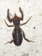 Gluvia dorsalis