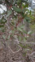 Eucalyptus incrassata