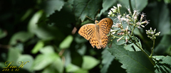 Argynnis