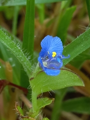 Commelina forskaolii