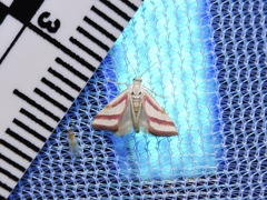 Microtheoris vibicalis