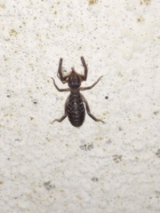 Gluvia dorsalis