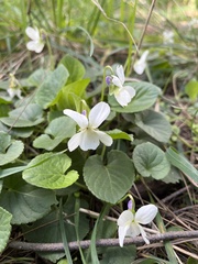 Viola